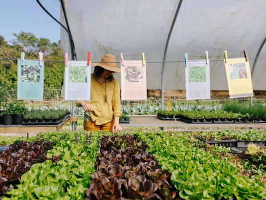 Little River Cooperative Culinary Plant Nursery & Garden Services by null