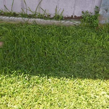 Fresh Lawn Mowing Service - Miss a spot or five? - Lawn Services Near Me - Houston, Texas Fresh Lawn Mowing Service - Miss a spot or five? - Lawn Services Near Me - Houston, Texas