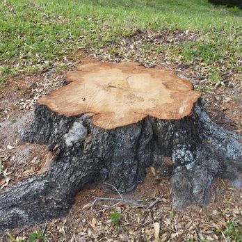 United Stump Grinding - Big Pinellas County Stump that I have been hired to grind. - Tree Services Near Me - Odessa, Florida United Stump Grinding - Big Pinellas County Stump that I have been hired to grind. - Tree Services Near Me - Odessa, Florida