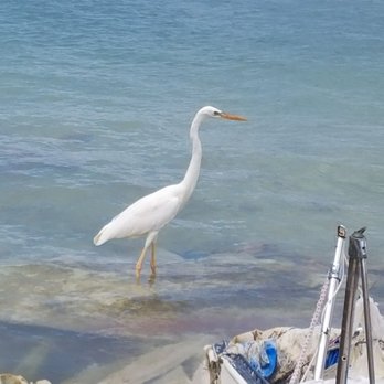 Lagerheads - Some of the wild life on the beach. - Bars Near Me - Key West, Florida