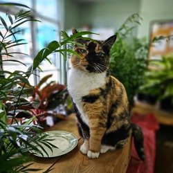Growing Trade Pet & Plant