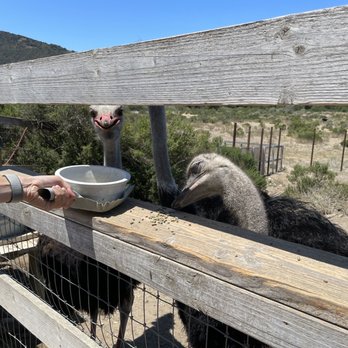 Ostrichland USA - Opening in fence to feed ostrich - Attraction Farms Near Me - Solvang, California Ostrichland USA - Opening in fence to feed ostrich - Attraction Farms Near Me - Solvang, California