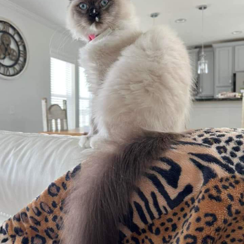 Pristine Persians - Pet Breeders Near Me Pristine Persians - Pet Breeders Near Me
