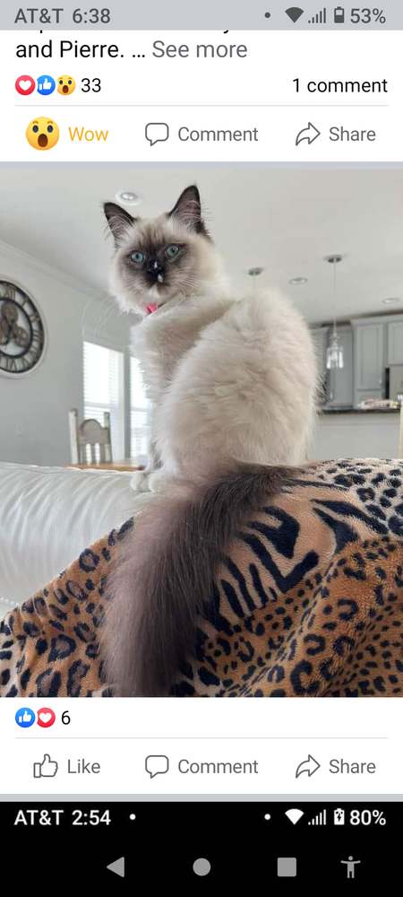 Pristine Persians - pet boarding facility in Baton Rouge, LA