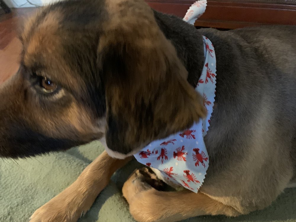 BIRCHWOOD KENNELS Updated August 2024 13 Photos & 10 Reviews 2709