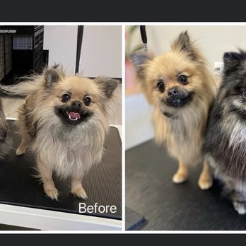Z Dog Grooming - Look at those happy faces ! - Pet Groomers Near Me - Las Vegas, Nevada