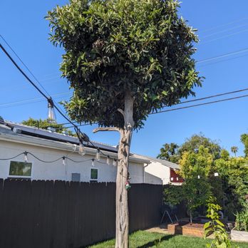 Palms Tree Care - Before - Tree Services Near Me Palms Tree Care - Before - Tree Services Near Me