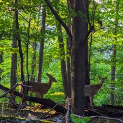 Fort Nonsense - Deers in the walking trail