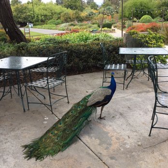 Peacock Cafe - American Near Me - Arcadia, California Peacock Cafe - American Near Me - Arcadia, California