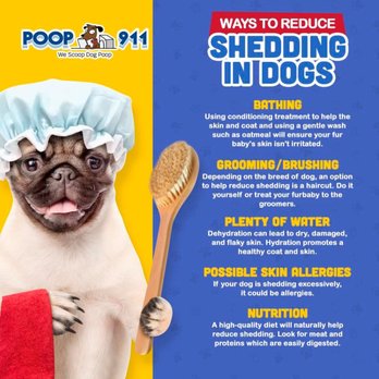 POOP 911 - Pet Waste Removal Near Me POOP 911 - Pet Waste Removal Near Me