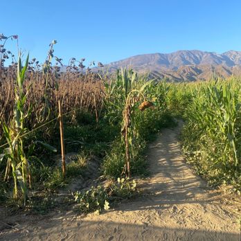 Prancer's Pumpkin Village - Corn sunflower maze - Christmas Trees Near Me - Ventura, California Prancer's Pumpkin Village - Corn sunflower maze - Christmas Trees Near Me - Ventura, California