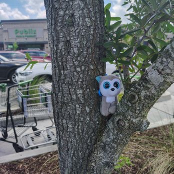 Publix - Found this plushie in the parking lot and stuck it in the tree. - Pharmacy Near Me - Charleston, South Carolina Publix - Found this plushie in the parking lot and stuck it in the tree. - Pharmacy Near Me - Charleston, South Carolina