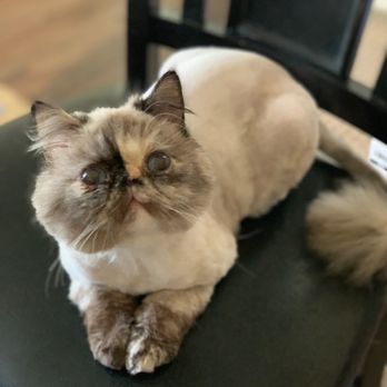 Ladies Pet Grooming - Pet Groomers Near Me - Glendora, California