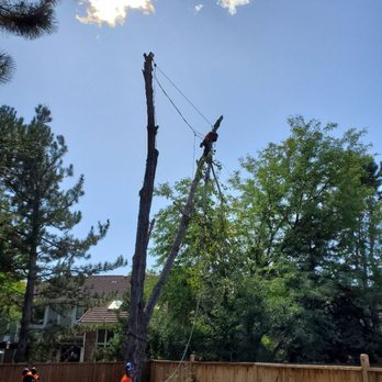 Man VS Treez - Cottonwood removal - Tree Services Near Me - Aurora, Colorado Man VS Treez - Cottonwood removal - Tree Services Near Me - Aurora, Colorado