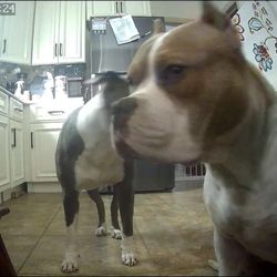 VIP Petcare Wellness Center - My pups blaze and pheonix