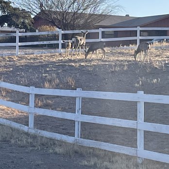 SageBrush Inn - Deer - Hotels Near Me - Tombstone, Arizona