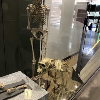 Museum of Paleontology - More fossil replica's/ casts of a skeletons- kiddos not patient long enough for me to read the info - Museums Near Me - Berkeley, California Museum of Paleontology - More fossil replica's/ casts of a skeletons- kiddos not patient long enough for me to read the info - Museums Near Me - Berkeley, California