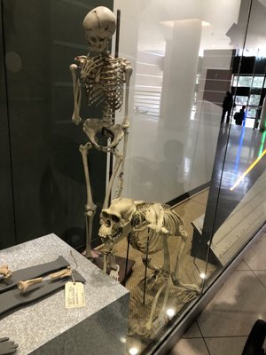 University of California Museum of Paleontology by null