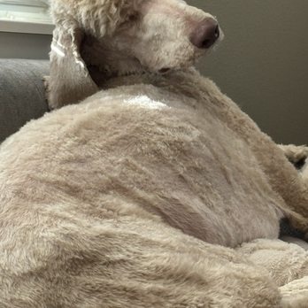 Lucky Puppy Grooming - Charlie - Pet Groomers Near Me - Kennewick, Washington Lucky Puppy Grooming - Charlie - Pet Groomers Near Me - Kennewick, Washington