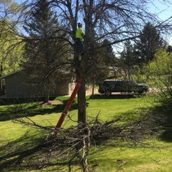 Kreil Tree Service - Derek Kreil and Ash tree