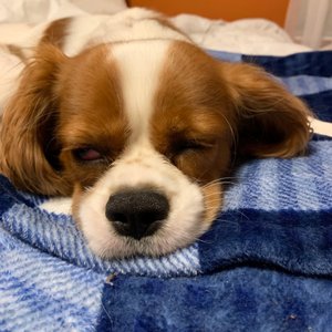 BLUE SKY PUPPIES - CLEARWATER - 108 Photos & 20 Reviews - 6160 Ulmerton