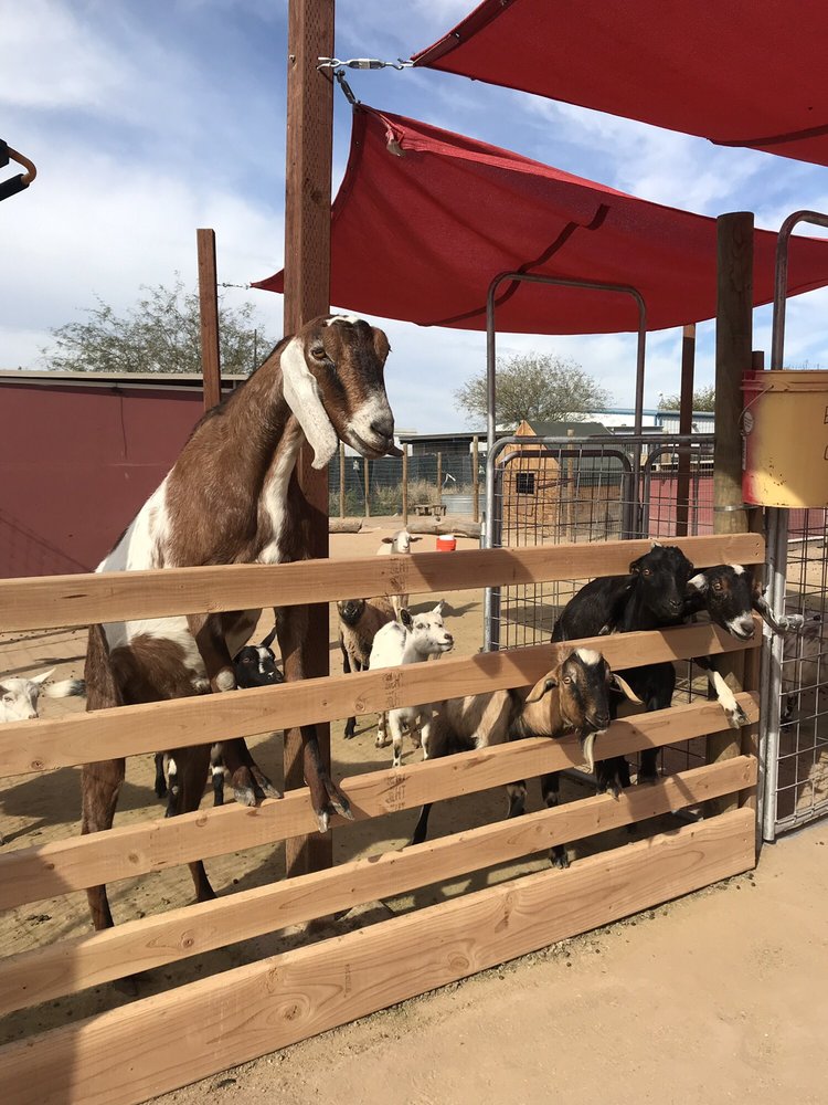 TUCSON PETTING ZOO AND FUNNY FOOT FARM 146 Photos & 88 Reviews 2405