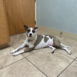 Parkway Animal Hospital - Loki in room.