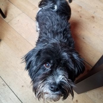 Next Chapter Winery - Riley, a winery house dog ready for pets and hanging out - Wineries Near Me - New Prague, Minnesota