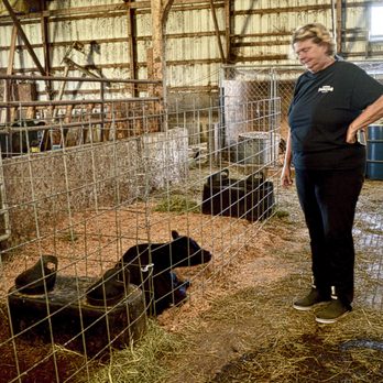 Oostema Farmstead - The Oostema Farmstead is a working farm and they raise cattle. Here's Lisa showing me some young cows. - Vacation Rentals Near Me - Lynden, Washington