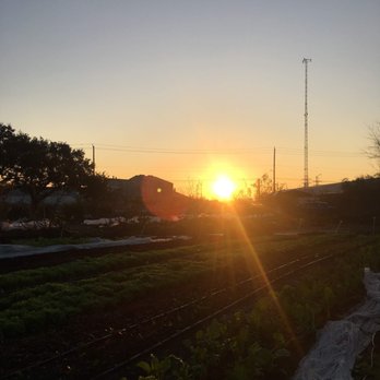 Finca Tres Robles - the sun setting over a farm - Pick Your Own Farms Near Me - Houston, Texas