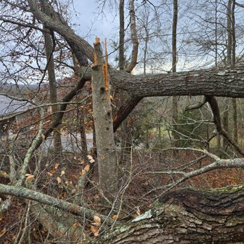 Voluntrees - Tree Services Near Me Voluntrees - Tree Services Near Me