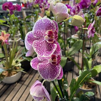 The Home Depot - Beautiful!! - Nurseries & Gardening Near Me - Sarasota, Florida