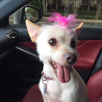 Lisa's Doghouse - Pet Groomers Near Me - Mesa, Arizona