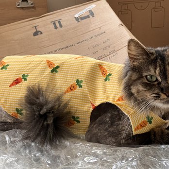 Happy Cat Grooming - Pet Groomers Near Me - Cypress, California