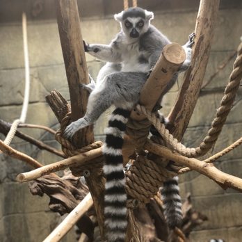 Rainforest Adventures - Zoos Near Me - Sevierville, Tennessee
