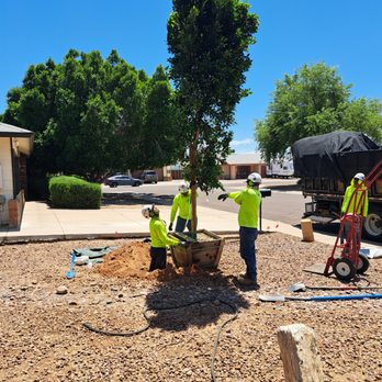 Moon Valley Nurseries - Tree Services Near Me - Phoenix, Arizona