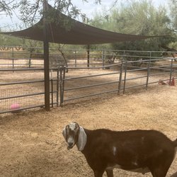 Cave Creek Montessori - Goats