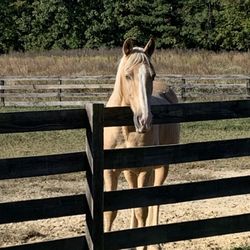 Two River Trails - Cash, my steed for the ride
