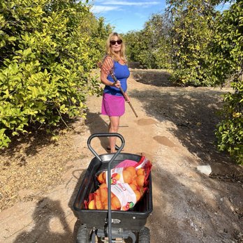 Cotton Lane Citrus U-Pick - My harvest - Fruits & Veggies Near Me - Surprise, Arizona