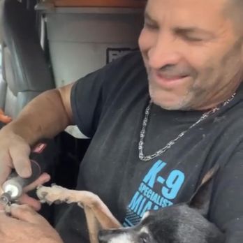 Professional Dog Mobile Grooming - Please look at my Bayly even smiling - Pet Groomers Near Me Professional Dog Mobile Grooming - Please look at my Bayly even smiling - Pet Groomers Near Me