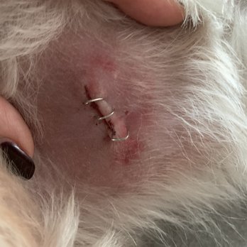 Petco - What the Wahl clipper did to my dog. - Pet Stores Near Me - Santa Ana, California Petco - What the Wahl clipper did to my dog. - Pet Stores Near Me - Santa Ana, California