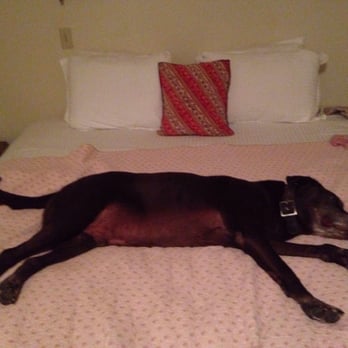 Casa Cody - Our 105lb Chocolate Labrador, CADBURY! - Hotels Near Me - Palm Springs, California Casa Cody - Our 105lb Chocolate Labrador, CADBURY! - Hotels Near Me - Palm Springs, California