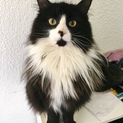 The Cat’s Meow Pet Sitting Services