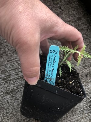 Burpee Seeds and Plants by null