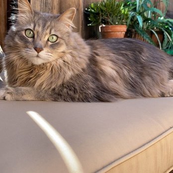 Silvia's Pet Care - Cat tax - Pet Sitting Near Me
