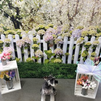 Bella Banana Pet Spa - Pepper - Pet Groomers Near Me - Torrance, California Bella Banana Pet Spa - Pepper - Pet Groomers Near Me - Torrance, California