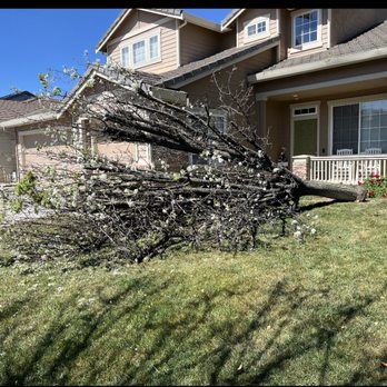 Heavenly Tree Service - Tree Services Near Me Heavenly Tree Service - Tree Services Near Me