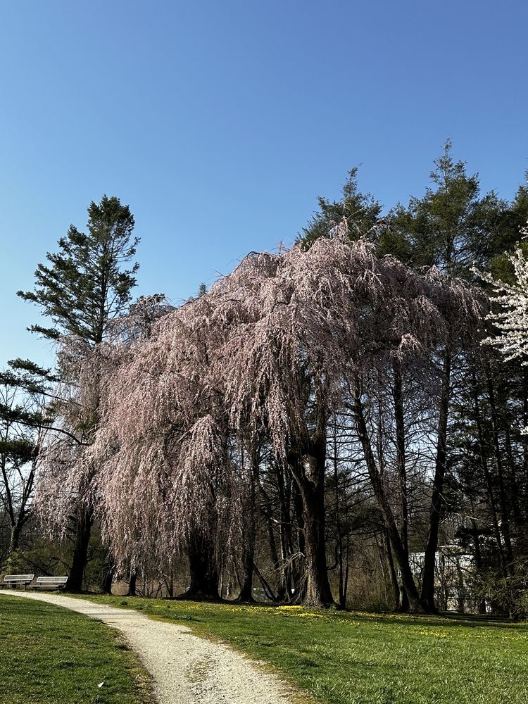 Social spots from Ashbridge Memorial Park