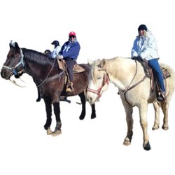 Bunker Park Stable - Dunkin and Jericho