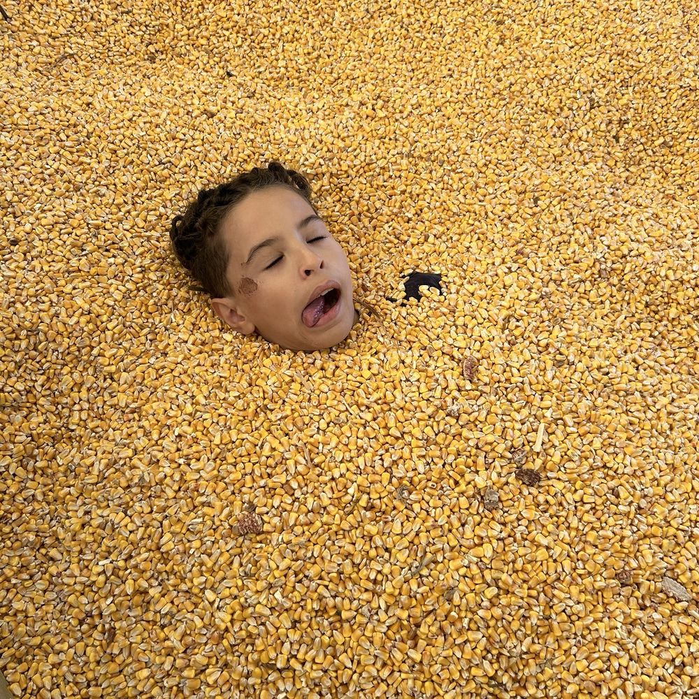Minnesota Harvest Apple Orchard - My kid in the corn bin lol - Pick Your Own Farms Near Me - Jordan, Minnesota